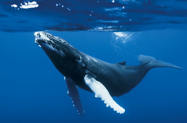 manifestations animales terrestres de l'influence de Neptune 08%20Oceans%20Baleine%20a%20bosse-%20Roberto%20Rinaldi