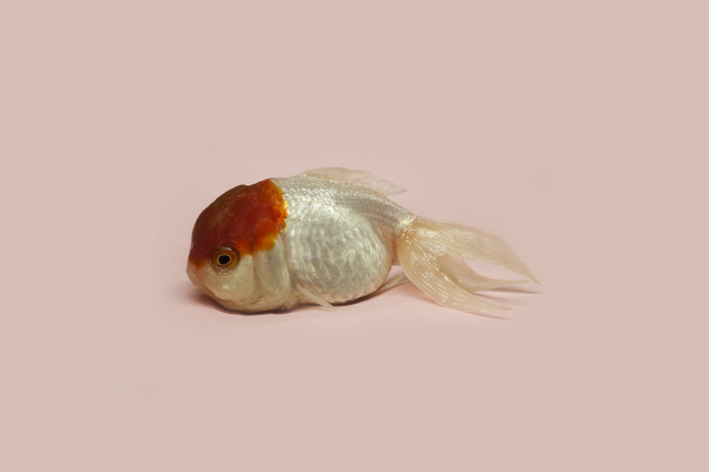 site rencontre fish