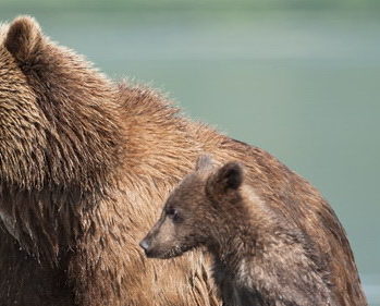 12 Terre des Ours Les Films en Vrac/Orange Studio/Nature Pictures/Cameron Pace Group