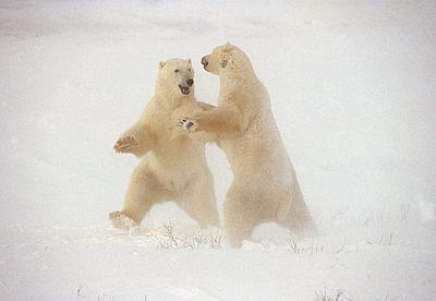 Top photos nature