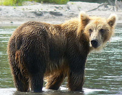 Terre des Ours