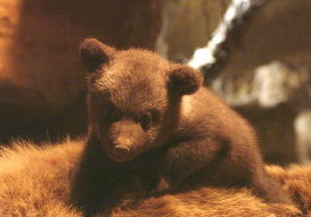 05 Terre des Ours Les Films en Vrac/Orange Studio/Nature Pictures/Cameron Pace Group