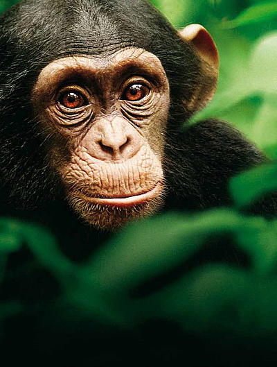 Chimpanzés