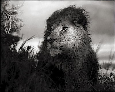 Nick Brandt