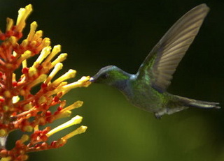 Pollen